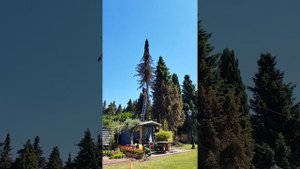 Как спилить дерево в нужном направлении How To Cut Down A Tree