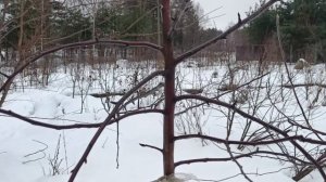 Обрезка яблони Белорусское сладкое в интенсивном саду на подвое Р60 январь 2023