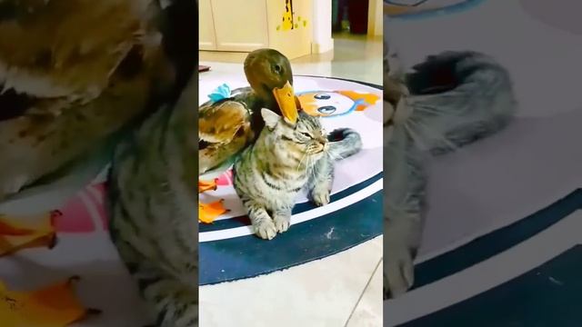 Наглая Утка  #shorts #virul #animals #duck #cats #fighting #virulshorts #shortvideo