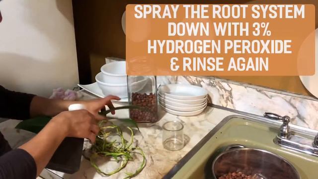 Phalaenopsis Repot into SemiHydro смотреть онлайн