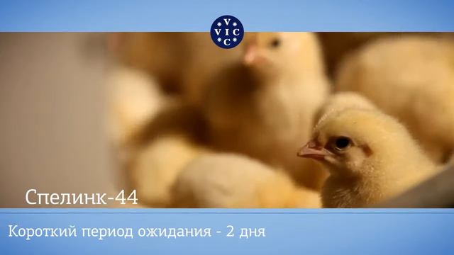 Спелинк 44 – антибактериальный лечебно-профилактический препарат