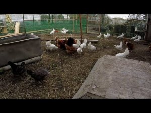 Летний загон для живности гуси,куры 10.05.2019 год