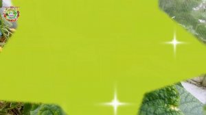 Как вырастить большой урожай огурцов в 2023 году