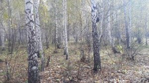 Собираем сырые грузди