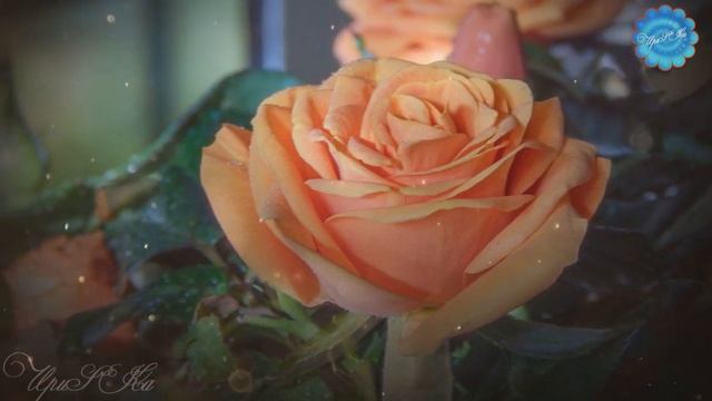 Апельсиново-морковная мини-роза смотреть онлайн