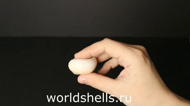 Морские ракушки "Бежевая Натика" смотреть онлайн