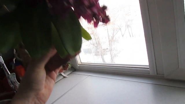 Цветение орхидеи ринхостилис (Rhynchostylis gigantea red) смотреть онлайн