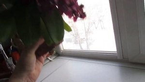 Цветение орхидеи ринхостилис (Rhynchostylis gigantea red)