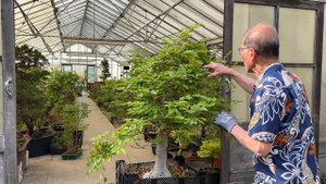 Pruning Bonsai at Herons Bonsai Nursery