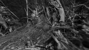 Твин Пикс - Раненые звёзды (Official Music Video)