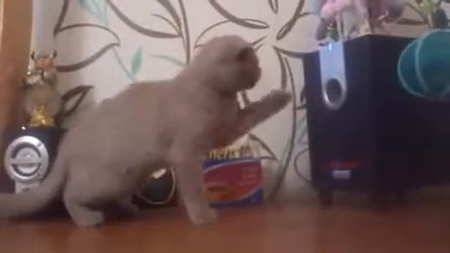 прикол Кот и дабстеп смотреть онлайн