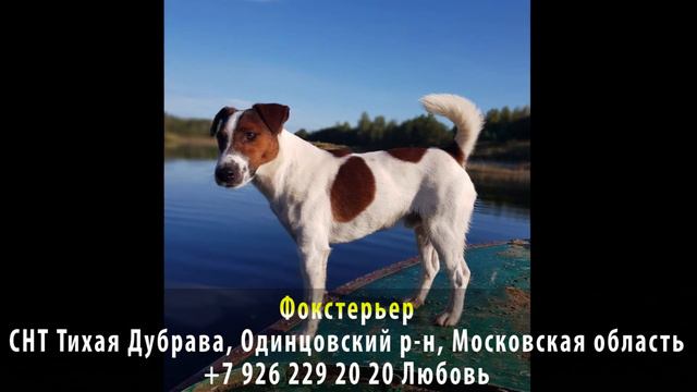 Пропала собака! Фокстерьер. СНТ Тихая Дубрава, Одинцовский район, Московская область смотреть онлайн