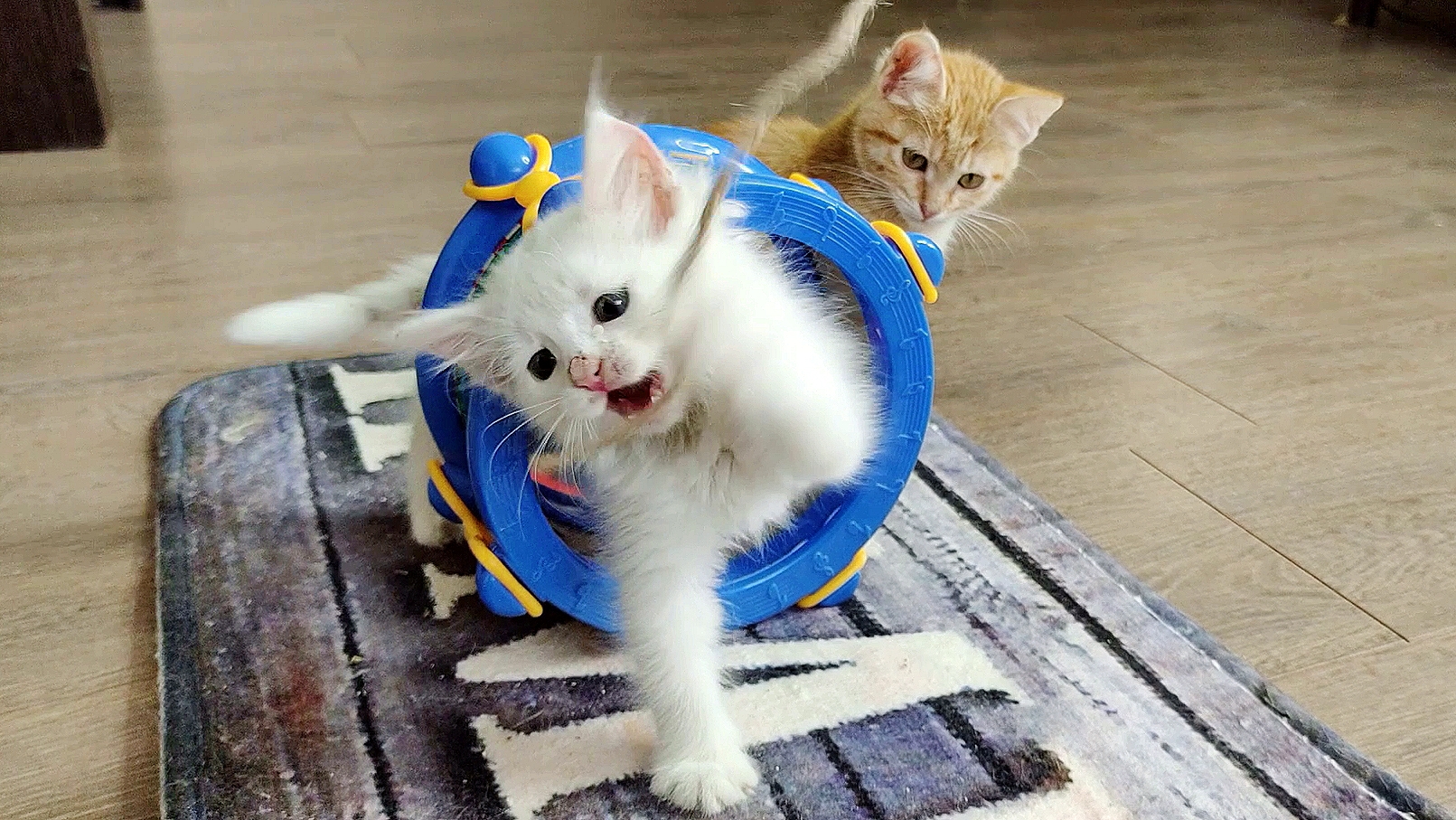 Котята. Сборник смешных моментов, часть 3, 2023.