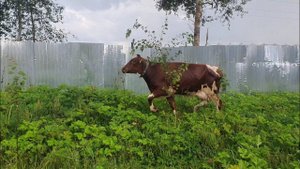 Корова постоянно убегает с участка )