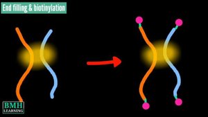 Arima Hi-C | Hi-C Method | Conformation Capture |