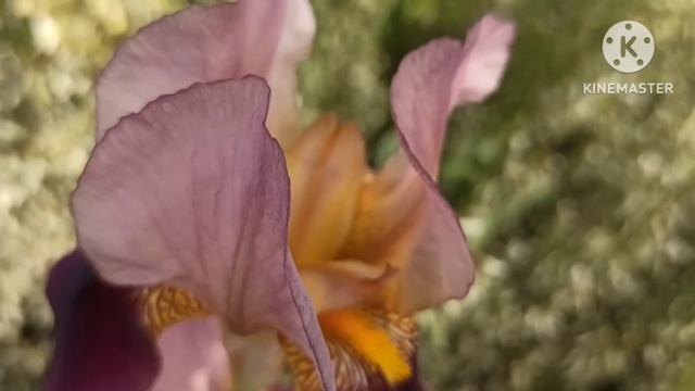 Марина Иванова.На горизонте нарисовался лучший мужчина Измира.Барон все? смотреть онлайн