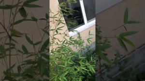 Бамбук в открытом грунте на Урале в Екатеринбурге
