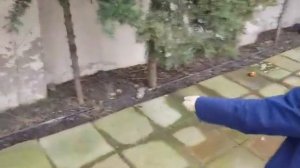 Кормления дроздов зимой