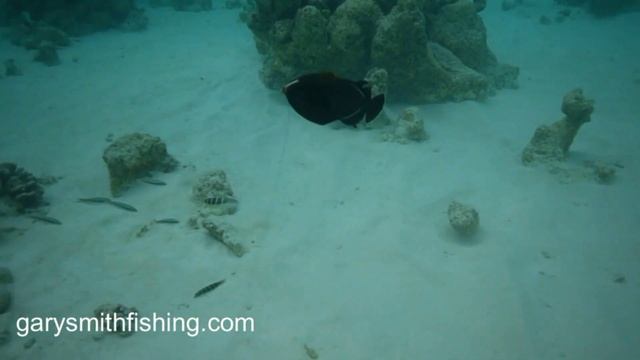 Maldives Fly Fishing 3 - Fish On Saltwater Fly смотреть онлайн