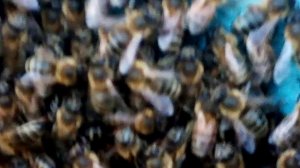 НЕБОЛЬШОЙ ОБЗОР МОЕГО ДВОРА