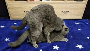 Кот Батон вяжет кошечку №0065