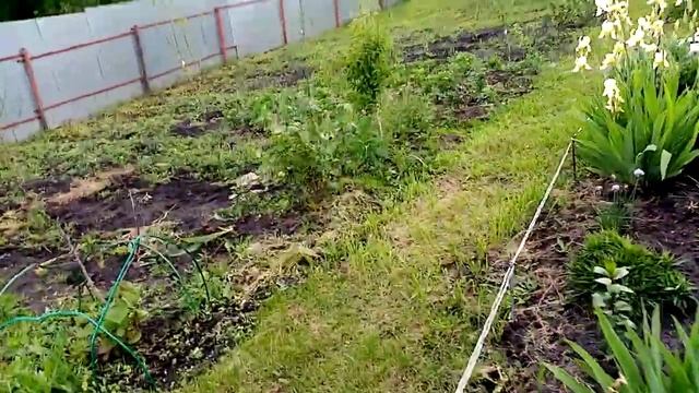 Посадка Бледно -Розового ИРИСА и Светло ФИОЛЕТОВОГО Ириса.   Красавчики!!!.  8 июня 2021г. смотреть онлайн