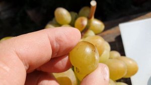 Виноград Ермак красавчик!