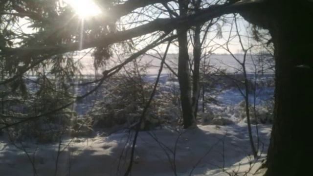 декабрь 2010 в лесу.mpg смотреть онлайн