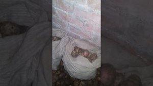 Капуста. Хранение капусты.