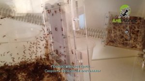 Листорезы - начало