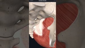 ФУНКЦИОНАЛЬНАЯ ЗАДНЯЯ ЛИНИЯ