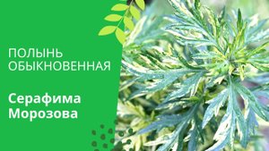 Полынь обыкновенная или чернобыльник.mp4