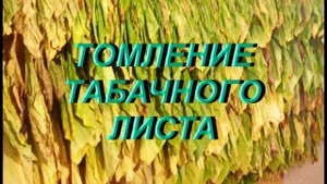 ДНЕВНИК ТАБАКОВОДА № 25 ( 7. 07. Томление табачного листа ) ТАБАК