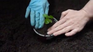 Пикировка маракуйи в горшки для дальнейшего укоренения и роста.