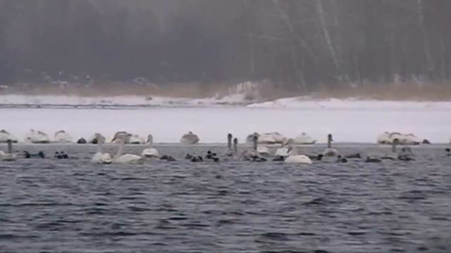ALTAY TRAVEL WILD SWANS