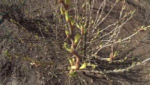 Черная смородина, обработка от болезней и вредителей весной.