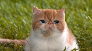 Скворец обыкновенный (Sturnus vulgaris)