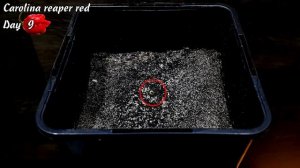 Каролина Рипер красная. Дни 1-15. Рост перца.