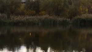 Жор щуки. Ловля щуки на поплавок осенью