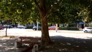 Чудо дерево Платан или просто Чинар