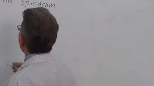 Кости таза  Размеры таза