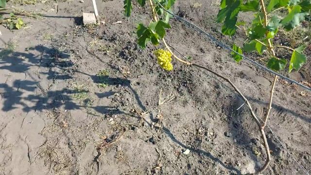 Голд Фингер смотреть онлайн