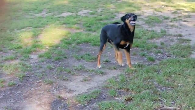 Попугай и собака в Австралии смотреть онлайн