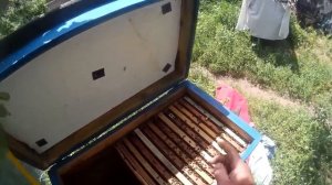 Когда в ячейке несколько яиц, а это не трутовка