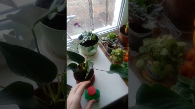 Удобрение для фиалок , поливаем орхидеи. Результат . смотреть онлайн