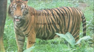 Sumatran Tiger || Facts | Size | Habitat || Animal Facts