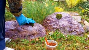 Как Вырастить МОХ на Камнях