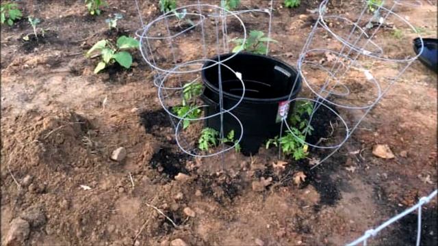 Вот такая хитрость для полива помидоров и не только смотреть онлайн