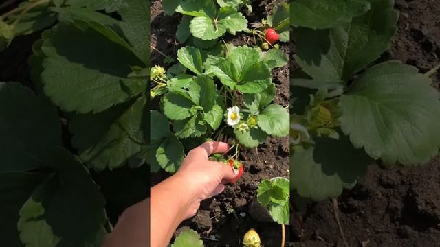 Клубника сорт Бравура смотреть онлайн