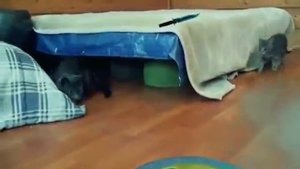 Кошка ударила котенка